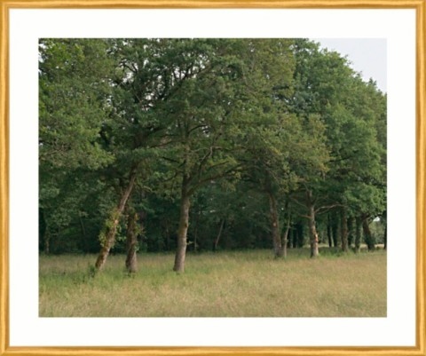 Arbres au moulin de Vayres