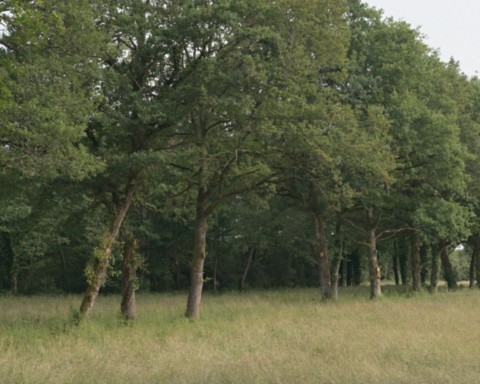 Arbres au moulin de Vayres