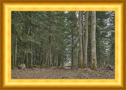 Bois chez Chabert