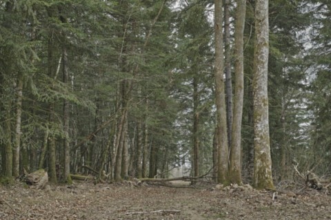 Bois chez Chabert
