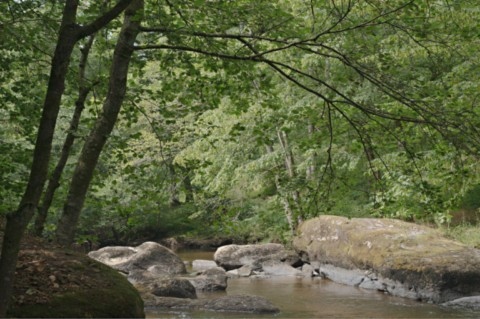 Vue du site Corot avec deux arbres