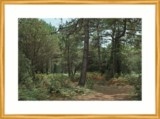 Arbres au marais salé (Yeu)