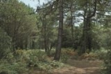 Arbres au marais salé (Yeu)