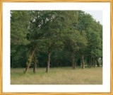Arbres au moulin de Vayres