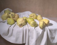 Henri Peyre & Catherine Auguste - Coings sur drap blanc