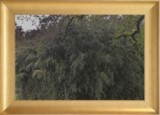 Bambous à Brigueuil sous la pluie